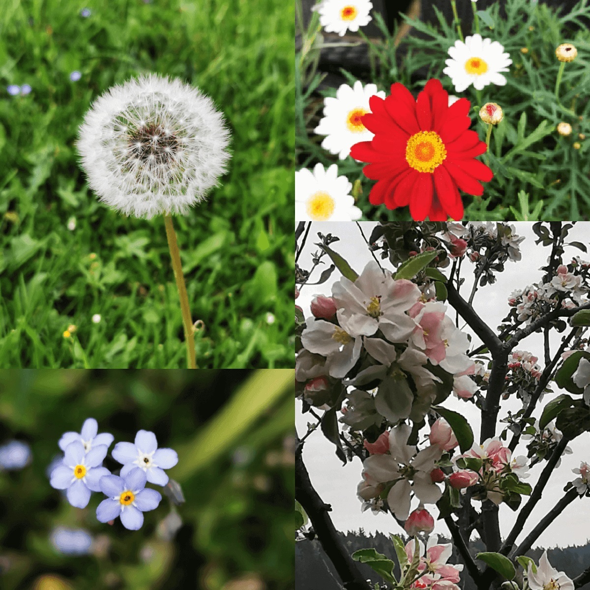 easter-flowering-cherry-dandelion-bulb-daisy-grass