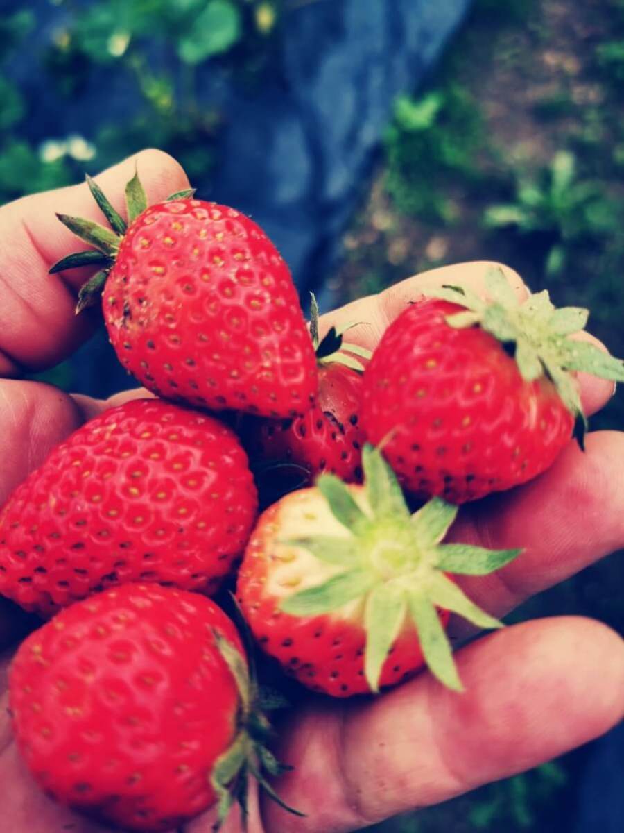 hand-full-of-strawberries