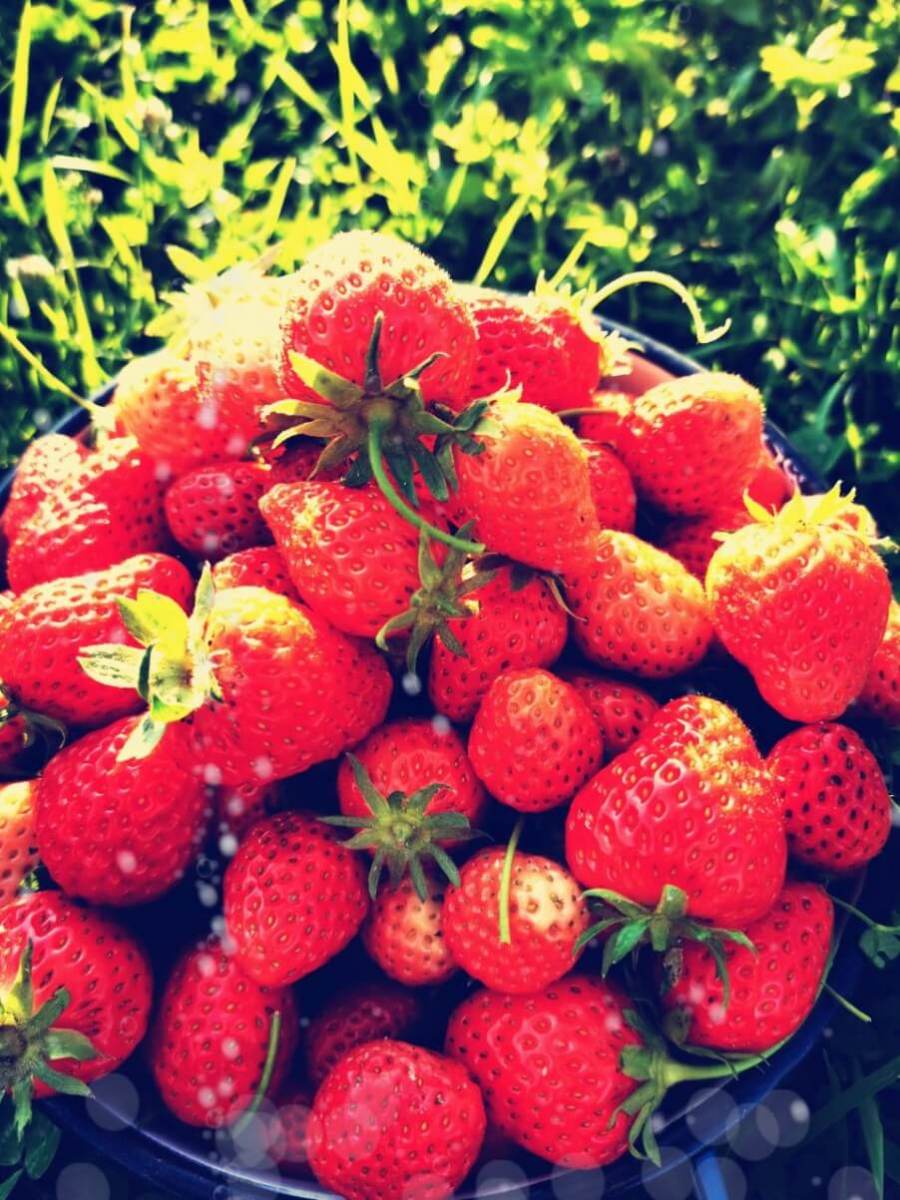 strawberries