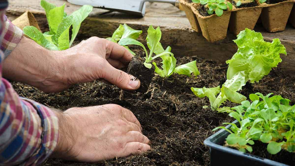 Caring-for-Your-Vegetable-Plants