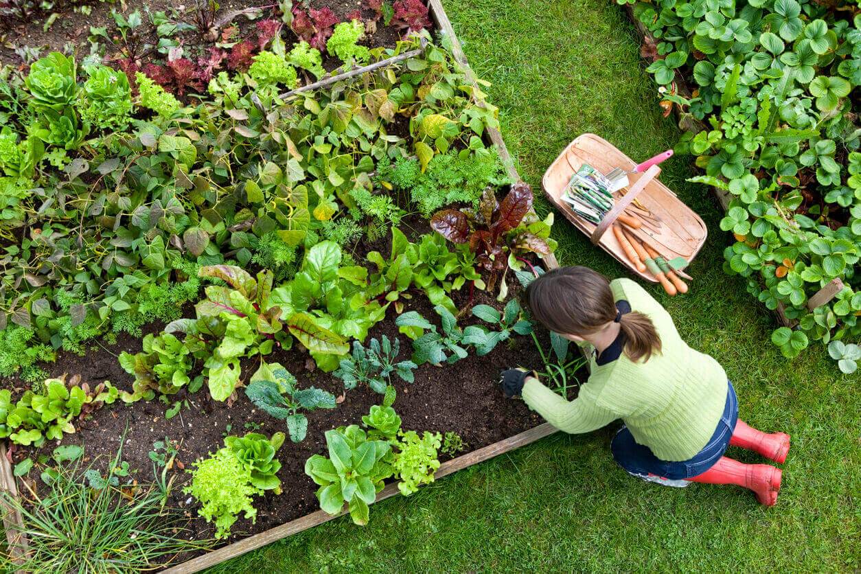 Getting-Started-with-Your-Vegetable-Garden