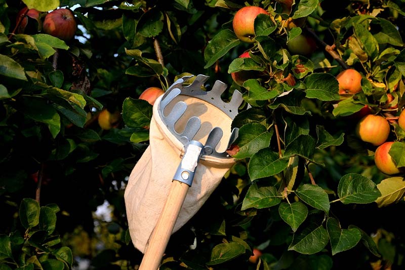 Harvesting-and-Using-Your-Fruit