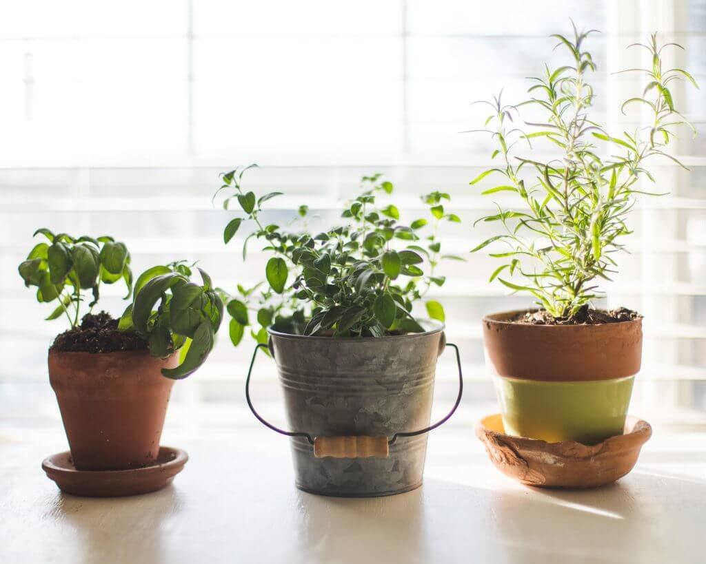 Maintaining-Your-Indoor-Herb-Garden