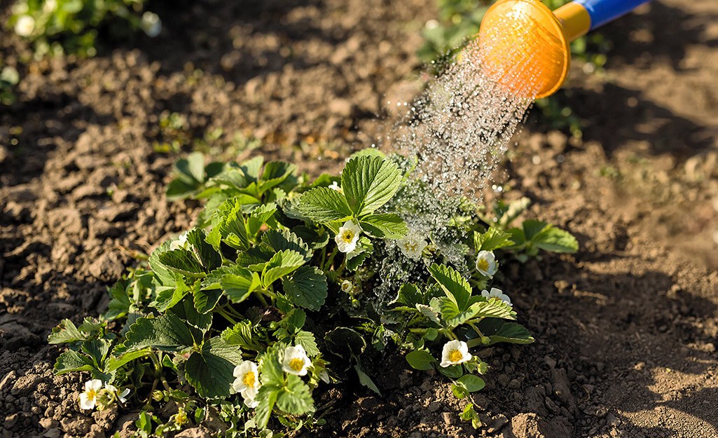 Planting-and-Maintenance