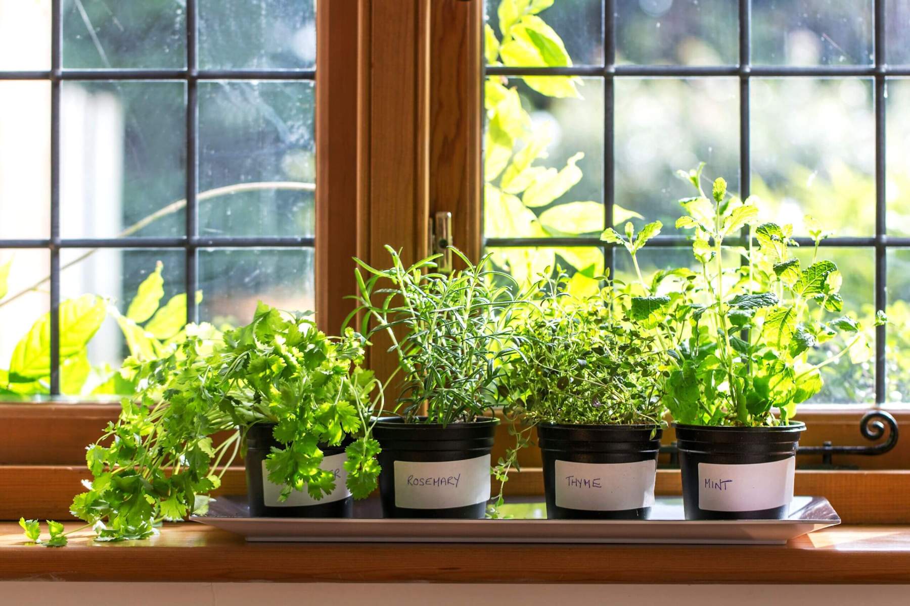 The-Easiest-Herbs-to-Grow-Indoors