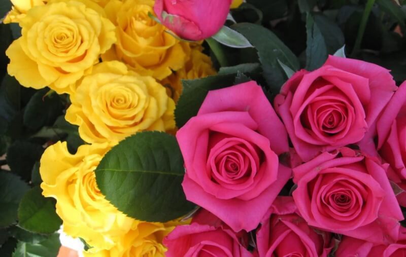 1_pink-andyellow-the-Symbolism-of-Rose-Colors