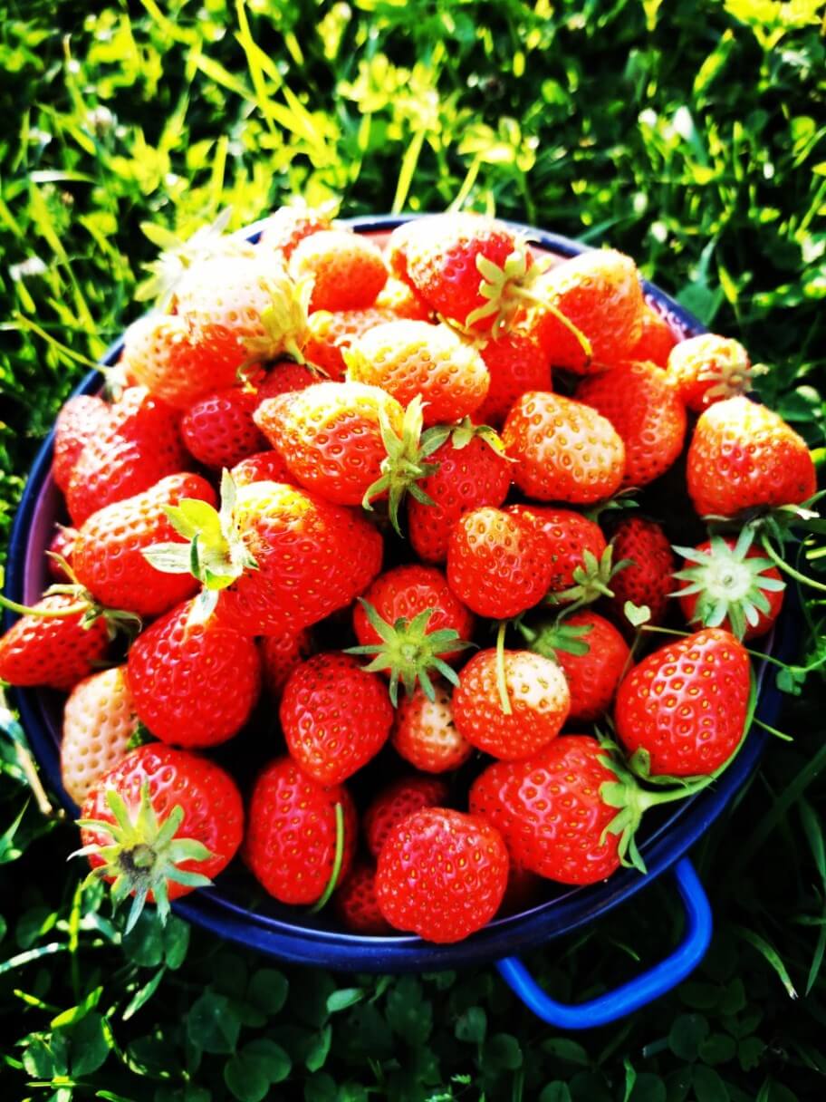 strawberries from home garden in bowl